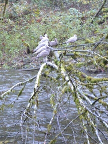 Five gulls in a tree